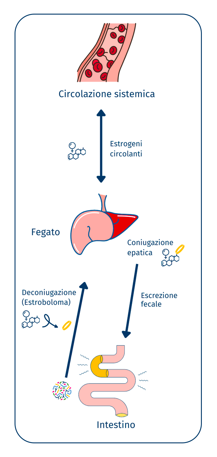 microbioma in menopausa