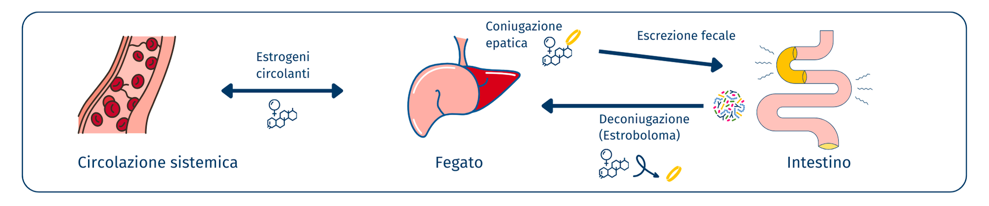 microbioma in menopausa